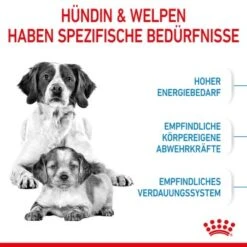 ROYAL CANIN Medium Starter 15 Kg 15 ROYAL CANIN Medium Starter 15 Kg -Tierbedarf Rabatt Geschäft 03a28cbfa060fbe0cdfb173eaf6e1963dd73e6d3 c4664a5aa615f87e883339daf8410e0a16da2316