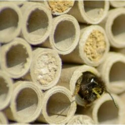 Dobar Großes Profi-Insektenhotel 7 Dobar Großes Profi-Insektenhotel -Tierbedarf Rabatt Geschäft 090e56c238a937a7f8b4416b233d611bb55a231a 7a03522e70dce7ac8cc27bfc448a16225867f712