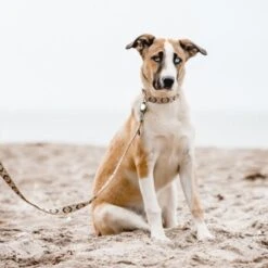 THE DOG IDEA Boho-Chic Hundeleine Mokka 1,2 M 7 THE DOG IDEA Boho-Chic Hundeleine Mokka 1,2 M -Tierbedarf Rabatt Geschäft 09397dea743ee3b07e30af14630ff5f27f466a42 1662742 de DE 9bc90818d545e8f8a07dc974f64148ef5ceda9e3dXCdpN