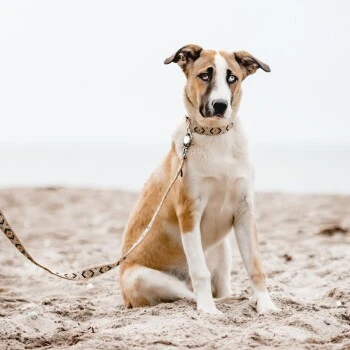 THE DOG IDEA Boho-Chic Hundeleine Mokka 1,2 M 4 THE DOG IDEA Boho-Chic Hundeleine Mokka 1,2 M – Bild 4