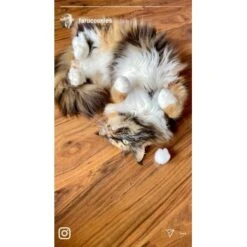 Kater Kasimir Premium Katzenminze, 60g Vorratspack (getrocknet, Geschnitten Und Gesiebt) 9 Kater Kasimir Premium Katzenminze, 60g Vorratspack (getrocknet, Geschnitten Und Gesiebt) -Tierbedarf Rabatt Geschäft 0a8ae32e60664223a1beefc94e9ac56208606b87 1408153 de DE adc4a873272fd6b5f96f57d3a5134693bfc5f272qXbFbT