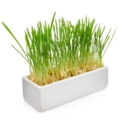 Canadian Cat Company Futterbar Cat Diner Grau/ Weiß 11 Canadian Cat Company Futterbar Cat Diner Grau/ Weiß -Tierbedarf Rabatt Geschäft 0e525574824550e168be02a6fecb7a609ed284ae 1360972 de DE a02d68c3a8d109b1266e955b4dfb6c9ffc1d2950Klvw73