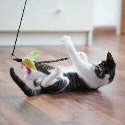 Schlitzohr Katzenangel Federanhänger 5x -Tierbedarf Rabatt Geschäft 11ed2d225658009b8abd2f7334a71527c7d32c64 1484675 de DE 2194cc6dae193c9b0d821763f83834cddf74faa5Q2fI5o