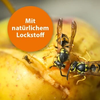 Ardap Wespenfalle 2 Ardap Wespenfalle – Bild 2