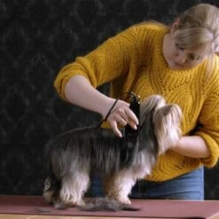 Moser Schermaschine Typ 1400 -Tierbedarf Rabatt Geschäft 1559dc1580d12f0825069dc0425234fe0b455a1c 1f8a3eb831d5c4fcc001113b4dafee6e3054f4c4