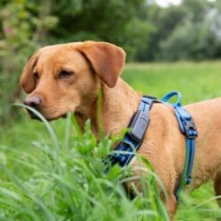 Fressnapf GPS-Tracker Für Hunde -Tierbedarf Rabatt Geschäft 18e4a8581365b5e030e3aa7f88c1cb6599cf6c82 2 Milieux 800x800