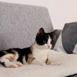 Lionto Selbstheizende Wärmematte Für Haustiere -Tierbedarf Rabatt Geschäft 1c60bea0a221133711e8a66836fd8e8137a10111 1665986 de DE 833312c7d563d266e27440bc2991a9f6c9a1de302jRXXN