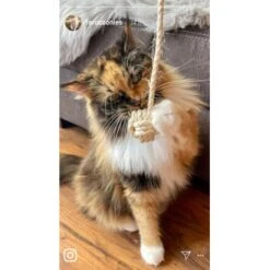 Kater Kasimir Deluxe Set Mit 9 Beliebten Katzenspielzeugen Aus Naturmaterial Und Handgemachtem CATDAD Armband -Tierbedarf Rabatt Geschäft 1f04ffa2e176fa1eec74eb330832e3ec90bf46a4 1408151 de DE 8e1afbeea10c4c53b2e3c89a347993a00031803aaPAVJ2