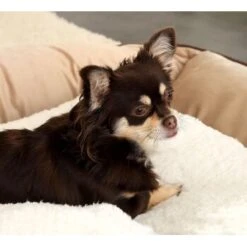 Lionto Selbstheizende Wärmematte Für Haustiere -Tierbedarf Rabatt Geschäft 25b3805c5c92af411e095cde5ee07481f4922ea8 1665986 de DE ecc5c0a091133bd2869f6e7bb4e1947e54345d34TGxGOo