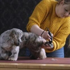 Moser Schermaschine REX MINI -Tierbedarf Rabatt Geschäft 26311403a9d7b70c3de3d6d478c9b7979d52d818 8d6659a959561a0e293ec7332a89fd631110efed