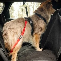 STUCH Universeller Bungee Autogurt Für Hunde & Katzen Schwarz -Tierbedarf Rabatt Geschäft 29f8c58f9a2170443cdbfab80e97859e55a39e9c 1395474 de DE b8d8a9a39168a010e809b0c580f34d4690b1ed7fytnKHn