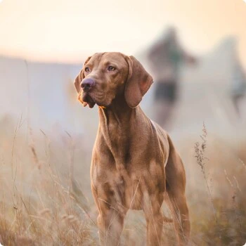 REAL NATURE Superfood Adult Kalb Mit Brokkoli 6x800 G 4 REAL NATURE Superfood Adult Kalb Mit Brokkoli 6x800 G – Bild 4