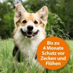 Ardap Zecken- & Floh-Halsband Für Hunde M 14 Ardap Zecken- & Floh-Halsband Für Hunde M -Tierbedarf Rabatt Geschäft 332a6969297a8d179e0515a1ef99e573ef0595ec 1221081 de DE 97ec993093b270e73fcc9e119afd15179c371c32egMWJe