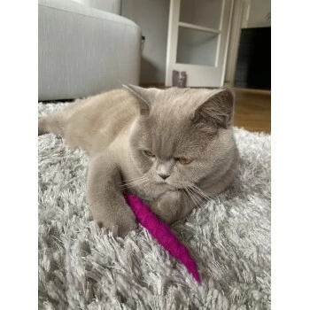 Kater Kasimir 10 Handgerollte Filzwürmer Aus Echtem Wollfilz (Sparpack) 2 Kater Kasimir 10 Handgerollte Filzwürmer Aus Echtem Wollfilz (Sparpack) – Bild 2