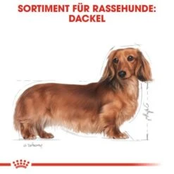 ROYAL CANIN Dachshund Adult Mousse 12x85g -Tierbedarf Rabatt Geschäft 3e00f9d2a998881197cc4978220ea135ca47c0c1 eeff6dbc0deb1a69304ddefd8bd28703b98639ef