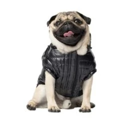 Canada Pooch Glänzende Pufferweste XXS -Tierbedarf Rabatt Geschäft 3f39dd202240281d6a8313034415507d9f74aa31 11c6ae75a893f72a8c9fcd54083aee8fc460e2be