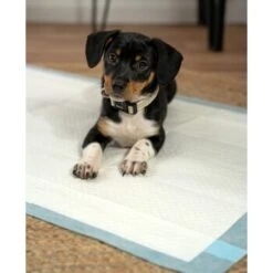 Lionto Welpenunterlage 6-lagig L -Tierbedarf Rabatt Geschäft 4274421ea2d35125f015c28a49d1a6bdcfc126a3 1665927 de DE 302567d508aecfa59a43e3f8f707de496aef7c58MXzLu8