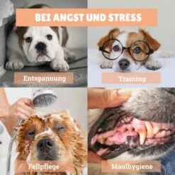 BeG Buddy [2-er] Leckmatte Für Hunde / Katzen, Schleckmatte Mit Saugnäpfen -Tierbedarf Rabatt Geschäft 4a9b8a291baf5e718e0f4039d5ac92c5afd61fba 1457253 de DE d924f0bb8e68101ebbb22782b82d5b2a367631bd9eQU5p