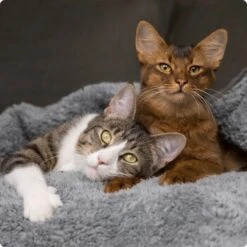 SELECT GOLD Pure Adult Rind 2,5 Kg 9 SELECT GOLD Pure Adult Rind 2,5 Kg -Tierbedarf Rabatt Geschäft 536de371626fbac7381fe51ce63607aedfae0cd8 1099803 de DE 4 Select Gold Cat 7