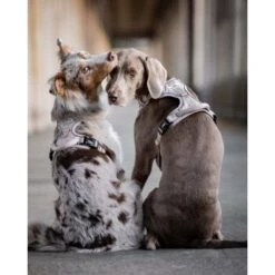 Freudentier Atmungsaktives Hundegeschirr S -Tierbedarf Rabatt Geschäft 60763e7cdc3143ae2ada3f33a2b124e946c82892 1429123 de DE 05eb8356fc8846a85db1b1c7dbf343213de5fba4a7ntWK