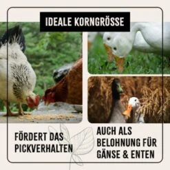 Aniforte FarmLife Hühner Futter Mix Mit Oregano 5 Kg -Tierbedarf Rabatt Geschäft 613d98526a4a6ced35d3bc5779539af2ab2436f7 1496140 de DE 1a4043f235c1cca049d2bfbc4e65cafc7197bd27Z6Udr0