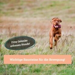 BeG Buddy Gelenk Fit Tabletten 9 BeG Buddy Gelenk Fit Tabletten -Tierbedarf Rabatt Geschäft 6218f467461529b33e78e061fd5bbfb6d1d2f7da 1457251 de DE a3695c7b63d65681a9295d83a6d1397da5c497d1Hm4zed