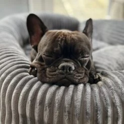 Wallace & Jones Hundebett Cordo Dunkelgrau S 13 Wallace & Jones Hundebett Cordo Dunkelgrau S -Tierbedarf Rabatt Geschäft 650358cd3f1512840f1cd8a9a581a4dfbde6e458 1449005 de DE dc5e53058606749041c91f632b2e56fc84c2efc1LzmiN1