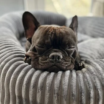 Wallace & Jones Hundebett Cordo Dunkelgrau S 6 Wallace & Jones Hundebett Cordo Dunkelgrau S – Bild 6