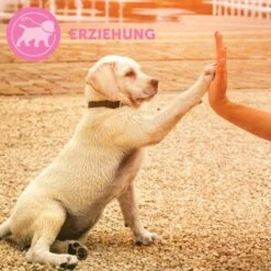 ADAPTIL Junior Halsband Anti Stress Erziehungshalsband -Tierbedarf Rabatt Geschäft 67b89bee3850f699c65a5983d0d06574d2ec9208 1287044 7