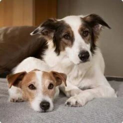 SELECT GOLD & Premiere Geschenk-Set 3tlg. -Tierbedarf Rabatt Geschäft 6abb6915af23c615d0cf74853b0a3bb663e7931c 1096086 de DE 4 Select Gold Dog