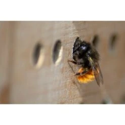 Dobar Großes Profi-Insektenhotel 8 Dobar Großes Profi-Insektenhotel -Tierbedarf Rabatt Geschäft 7420d4284c352bcc21711192c12f7be17a392058 72fdcb90d71988448e02e8d21a34f66ac3b87fb3
