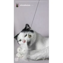 Kater Kasimir Premium Katzenangel Mit 4 Handgemachten Anhängern Aus Naturmaterial 8 Kater Kasimir Premium Katzenangel Mit 4 Handgemachten Anhängern Aus Naturmaterial -Tierbedarf Rabatt Geschäft 770b4a4773ed49d435287f5ac0f03f94a117604e 1408150 de DE d77919138410a09ab67416f25ec15e6664e9d2ac4JZFQJ