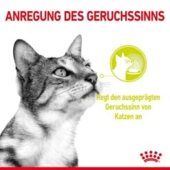 ROYAL CANIN SENSORY Smell In Gelee Für Wählerische Katzen 12x85g -Tierbedarf Rabatt Geschäft 8189732b9ae1a398fb4fb109d95a4bf54f9ea43e e98d42f060ba951a9dc658034746788da77dfcfd