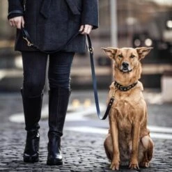 THE DOG IDEA Biothane Halsband Gold Navy M 7 THE DOG IDEA Biothane Halsband Gold Navy M -Tierbedarf Rabatt Geschäft 8368ecdb334be710ee99ad830c98834290bc9e54 1655426 de DE 01b2176a917ca11ea55be7a01d9a2ab678a246c6YjpncT