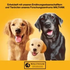 Pedigree Classic 12x800g 3 Sorten Geflügel -Tierbedarf Rabatt Geschäft 83c0001e15f2d8aa8d8ce31c6ed7d9866ef560bf 1100606 de DE pedigree 1