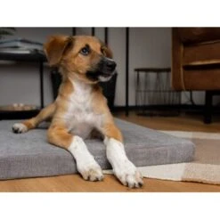 TrendPet VitaMedog 95° Orthopädische Matratze Braun XS -Tierbedarf Rabatt Geschäft 8593ab33aaee7b7db5c067ae575cd2587eb58a46 1313491 de DE ed4b5eda7bf93be784ebea4f6c775dbba153c634bQuZDK