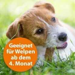 Ardap Zecken- & Floh-Halsband Für Hunde M 15 Ardap Zecken- & Floh-Halsband Für Hunde M -Tierbedarf Rabatt Geschäft 8c7780054977f67bacc151139c6a423e7b9598d5 1221081 de DE eaa998d5d9a4dddabb20499675a876ce02b34af5kOh2o6