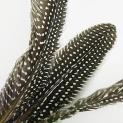 Schlitzohr Katzenangel Federanhänger 5x -Tierbedarf Rabatt Geschäft 93b8e0c984d323f24d455bf8e74e2dbacef5703e 1484675 de DE 7b80f213f44ebcad765dbdebc25bf2d2f0177dbd64kHU2