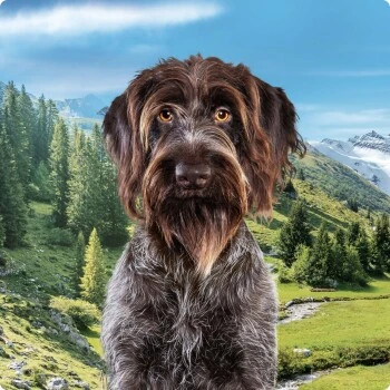 REAL NATURE Country Selection Senior Alpine Truthahn & Alpenrind 12 Kg 5 REAL NATURE Country Selection Senior Alpine Truthahn & Alpenrind 12 Kg – Bild 5