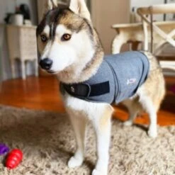 Thundershirt Beruhigungsweste Grau XS 19 Thundershirt Beruhigungsweste Grau XS -Tierbedarf Rabatt Geschäft 9a1e301e33f1361e91f7c9989e135033c3825116 854880001141.PT09