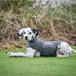 Thundershirt Beruhigungsweste Grau XS 17 Thundershirt Beruhigungsweste Grau XS -Tierbedarf Rabatt Geschäft 9b6b99fb9c0e02a64cc609b7ca852c71d17d0d84 1102942 2