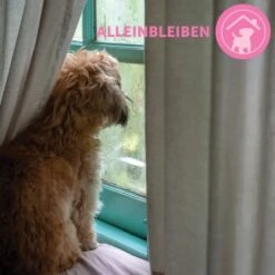 ADAPTIL Junior Halsband Anti Stress Erziehungshalsband -Tierbedarf Rabatt Geschäft 9bbf7e6f41f83b5fa8b29d667d967c1e0968de59 1287044 8