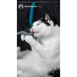 Kater Kasimir 10 Handgerollte Filzwürmer Aus Echtem Wollfilz (Sparpack) 7 Kater Kasimir 10 Handgerollte Filzwürmer Aus Echtem Wollfilz (Sparpack) -Tierbedarf Rabatt Geschäft a1d9ec9b5677837ff914c946fc56ce6df3fdd0c8 1408147 de DE 1fc0cc3c919dcaaf28a0e442859a52c0a2aaef43ohv9aP