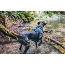 Kurgo Journey Air Hundegeschirr Blau/ Grau L -Tierbedarf Rabatt Geschäft a4350be6a2cf19b9d7aaa9c1b93505a674fae49c 1353742 de DE d9d61dbeff29f339bbfc0a1de7ebbca10df26980OCBtYH