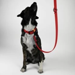 THE DOG IDEA Biothane Hundeleine Rot -Tierbedarf Rabatt Geschäft a4ed9dbc7c9d306c0d63a9ffa74e560c75d48ea2 1487830 de DE 896df9c50beb93fde333eb9b7f5f24e0014b865156ThUF