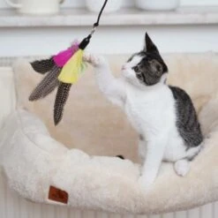 Schlitzohr Katzenangel Federanhänger 5x -Tierbedarf Rabatt Geschäft ac968f3e92fea38def92e5a7524fa7085dc78563 1484675 de DE ddb20d567bfb55f49958028f07ad50186cd87523xUAnfc