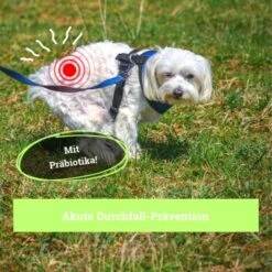 BeG Buddy Magen & Darm Tabletten Hund, Präbiotika Zur Darmsanierung, Verdauung, Durchfall, Blähungen -Tierbedarf Rabatt Geschäft b0d65155feb4f347029c2e627c9f0e9c45789363 1653264 de DE da65fb892d0dc31e170c6ff3f6c017433aa6740bha5fye