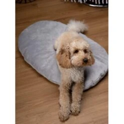 TrendPet Emma Liegekissen Grau S -Tierbedarf Rabatt Geschäft b48aa1ae4cf4d68ec69ba4c37d516f74528715ee 1369472 de DE b2ffa28c3681679283b9f0b59962e0ca3348cc04HFyDSJ