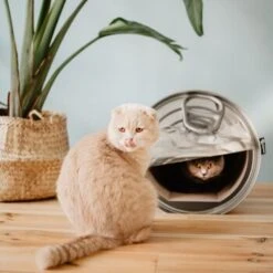 District 70 CAN Cardboard -Tierbedarf Rabatt Geschäft b74e7b3e816e0644dc79f2602e8fd6b2e0c86d73 287b4bbd5048dc2cbb169bff1f18c2c75fd90f94