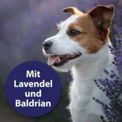 Canosept Beruhigungshalsband 7 Canosept Beruhigungshalsband -Tierbedarf Rabatt Geschäft b86b5f92ea7802d36b06b0d7cd3c93cc87741d4f 1265538 de DE 00de585460154788ef028c7082c84ed32881a867QwLvOz